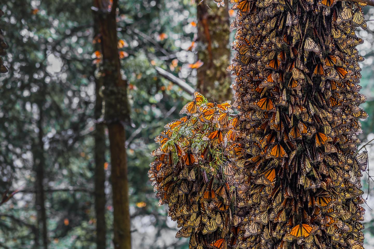 Monarch Butterflies Roosting On An Oyamel Fir Tree In The Monarch Butterfly Biosphere Reserve, Mexic