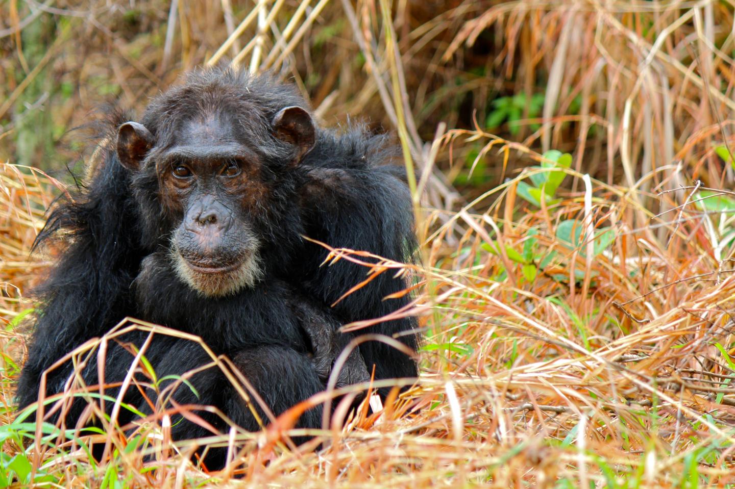 A Chimpanzee Suffers from Respiratory Disease