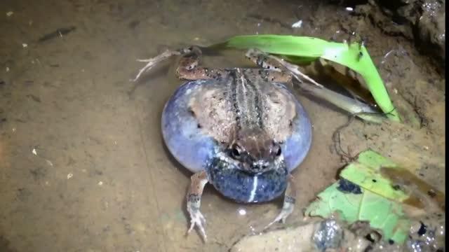 Male T&uacute;ngara Frog Calling within a Chorus