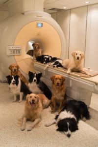 Dogs at the MR Research Centre