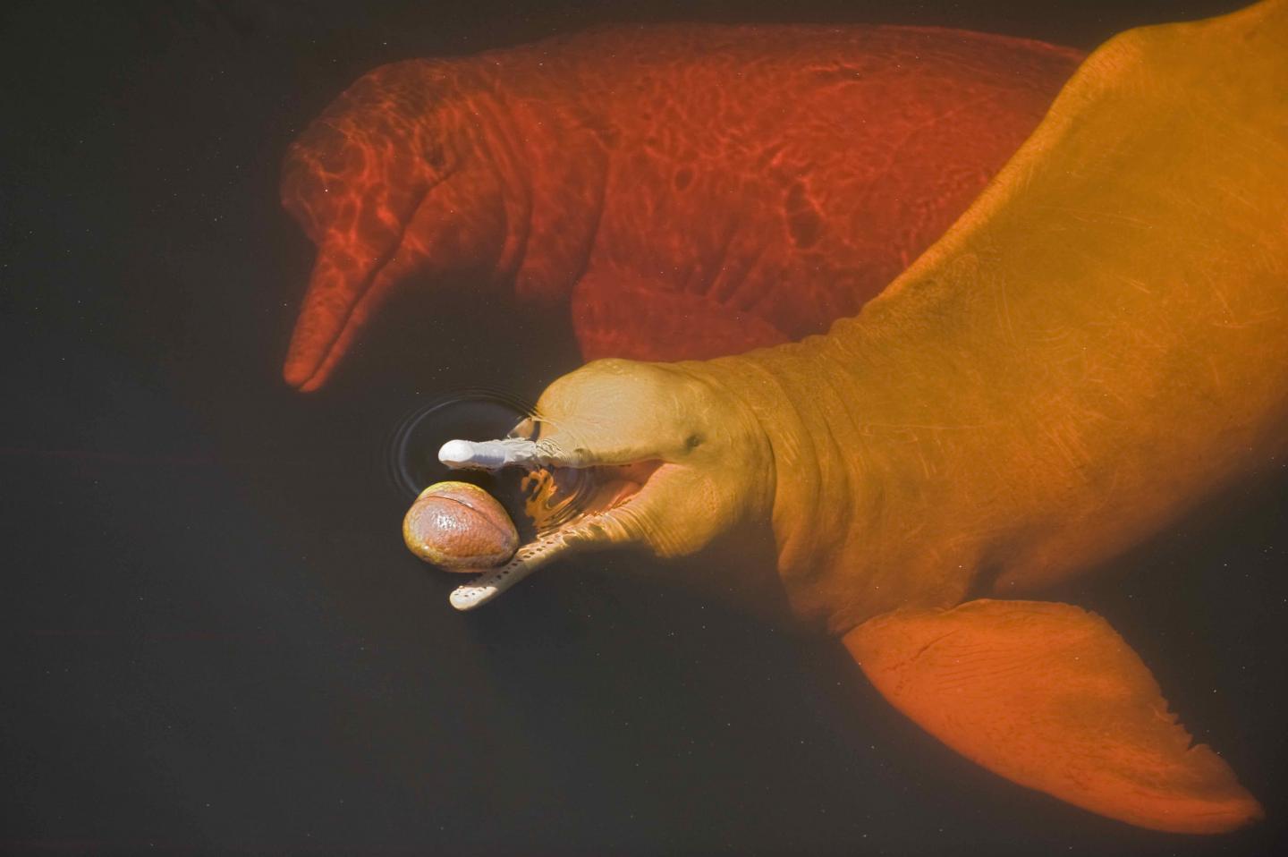 River Dolphins, <I>Inia geoffrensis</I>
