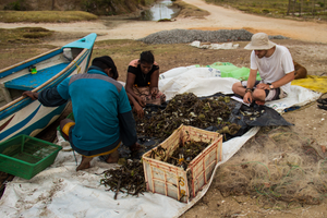 Seagrass provides large and reliable catches of fish and vertebrates in Puttalam Lagoon, Sri Lanka