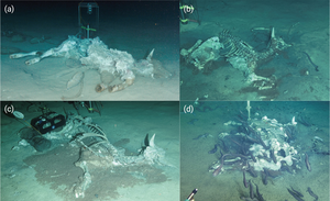 The images of the 3 dead cow bodies on the slope of the Zhongnan seamount in the South China Sea after over 100 days