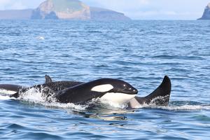 Killer whales’ diet more important than location for pollutant exposure, study says