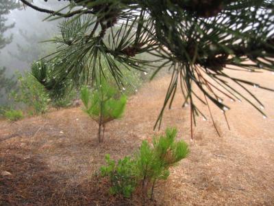 Droplets Caused by Fog Collect on the Needles of This Bishop Pine Tree on Santa Cruz Island