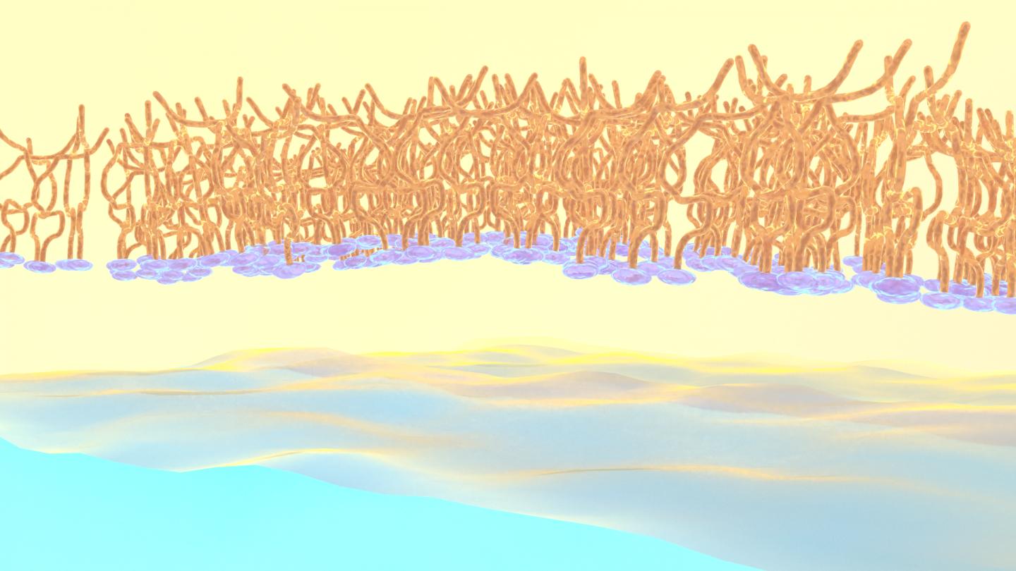 Polymer Self-Assembly at Oil-Water Interface