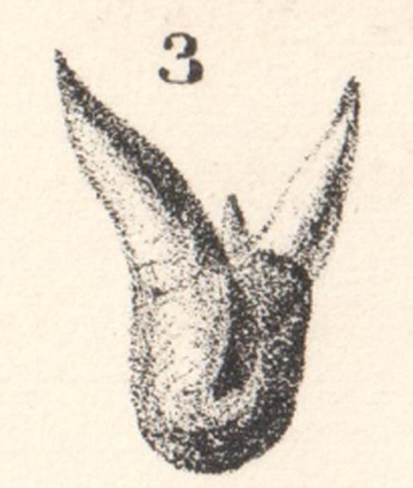 Tooth of the xenacanthiform shark Orthacanthus lintonensis