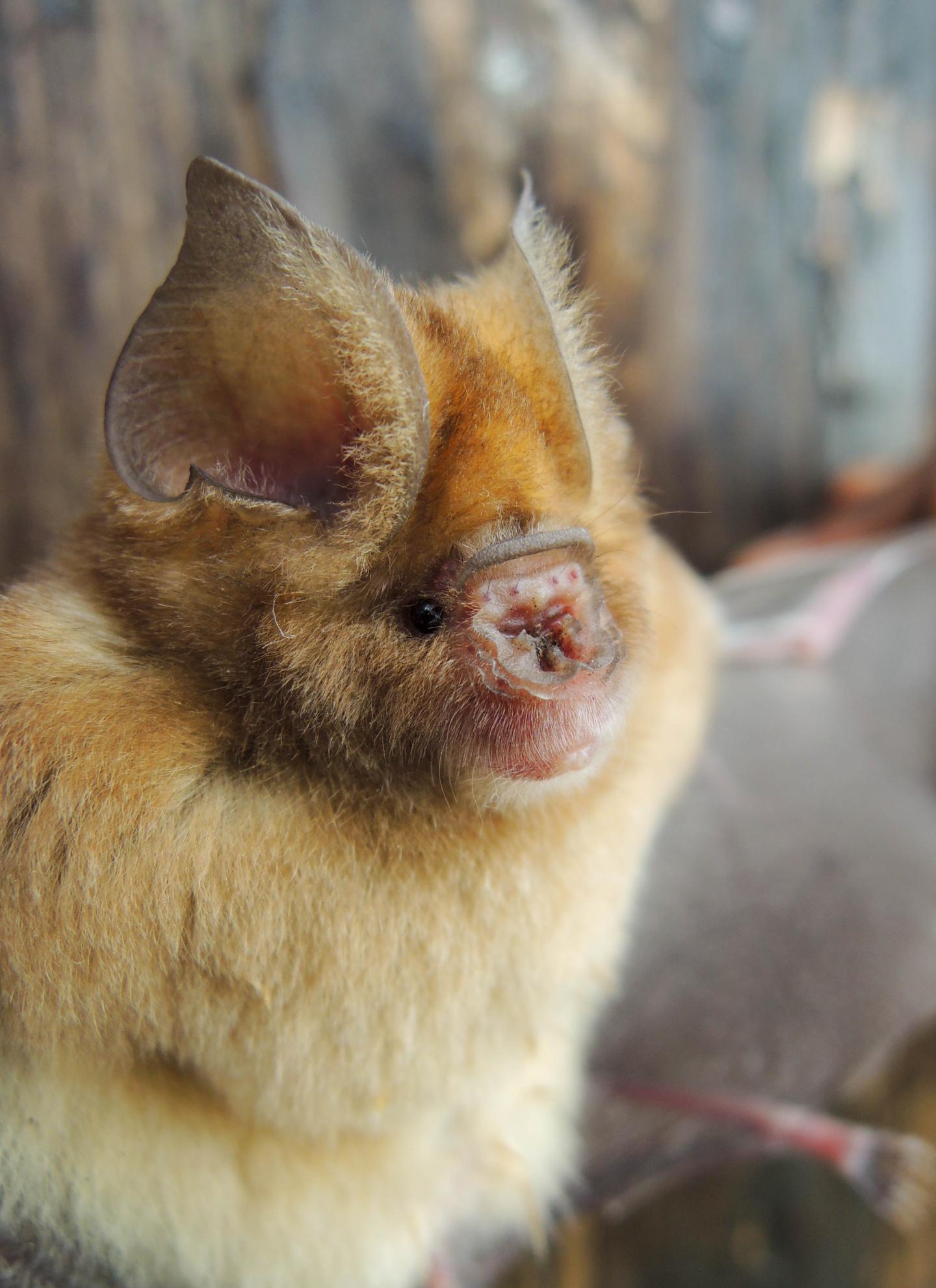 One of the Possibly Three New to Science Bat Species