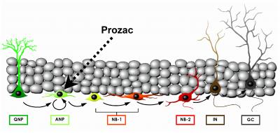 The Neurogenesis Pathway and Prozac's Target