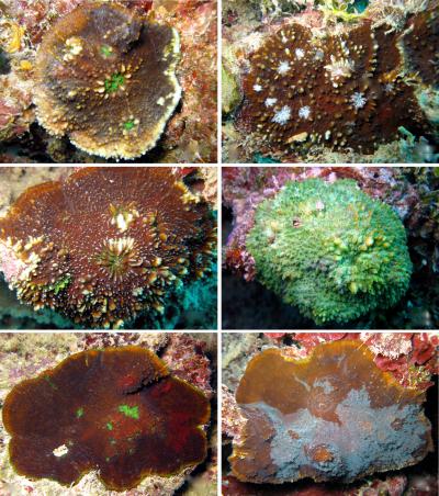 <i>Echinophyllia tarae</i> (3 of 3)