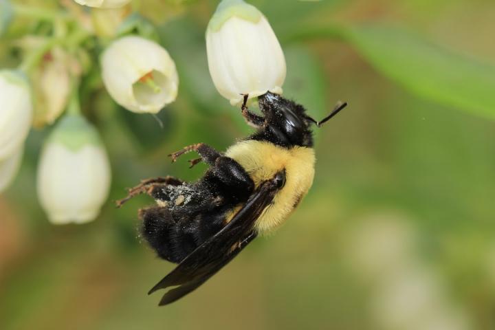Brown-Belted Bumble Bee