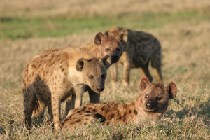 Three hyena males with a female