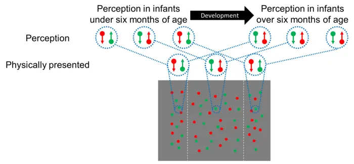 Figure 1: Illusions begin to occur around six months of age. This is thought to be related to the development of feedback processing in the brain.