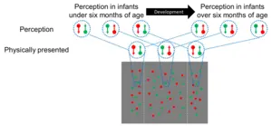 Figure 1: Illusions begin to occur around six months of age. This is thought to be related to the development of feedback processing in the brain.