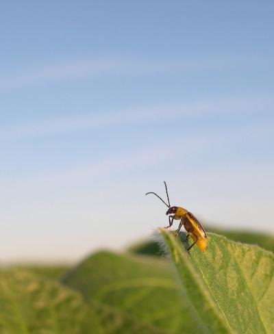 Greener Fields: Western Corn Rootworm