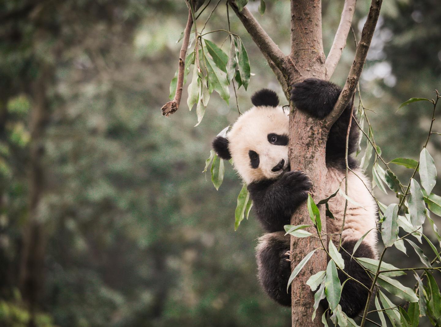 bamboo forest panda