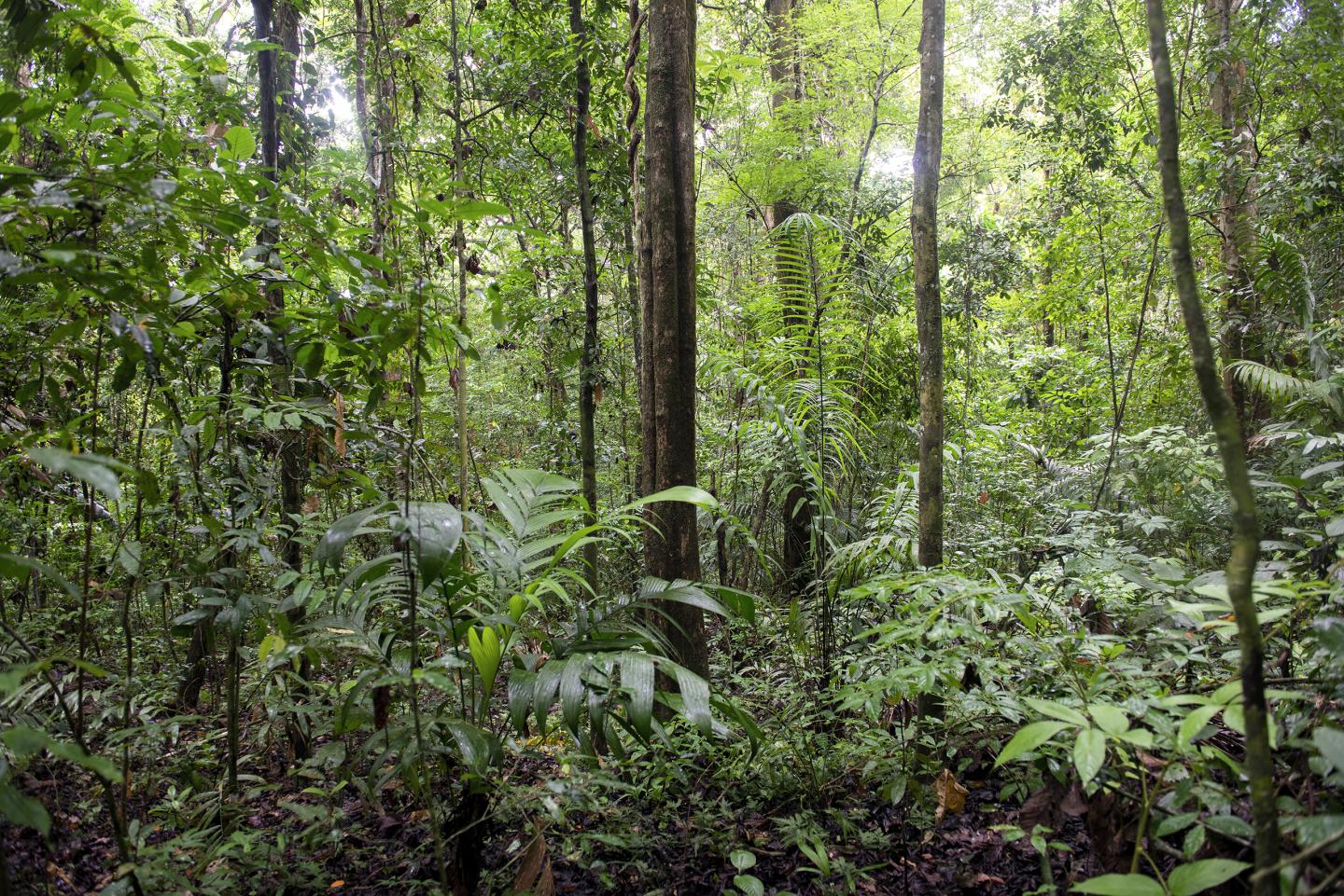 Forest on Panama's Barro Colorado Island