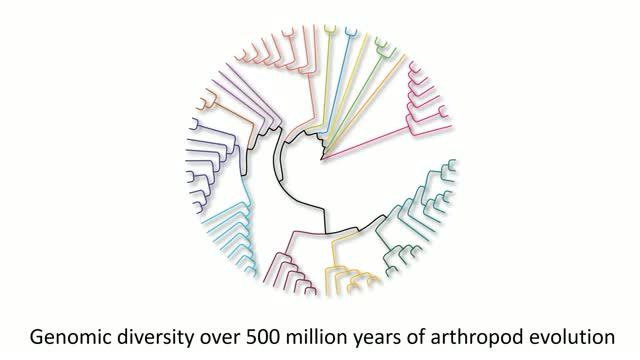i5k-arthropod-genomes