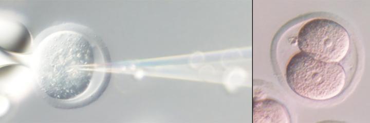 Modification of the Genes Involved in the Immune System