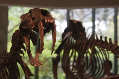 Saber-Toothed Cat from La Brea Tar Pits Collection