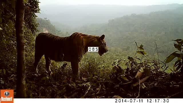 A Young Sumatran Male Tiger Surveying his Territory