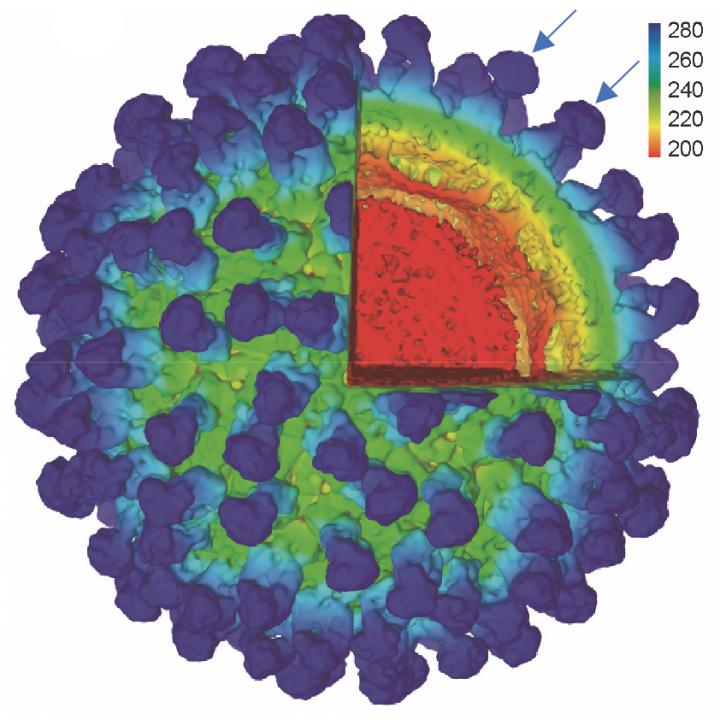 New Insect Virus Provides a Safer Platform for Flavivirus Vaccines and Tests (2 of 3)