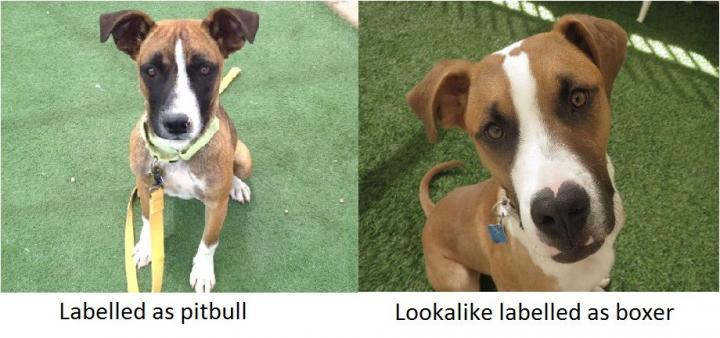 Pit Bull Lookalikes