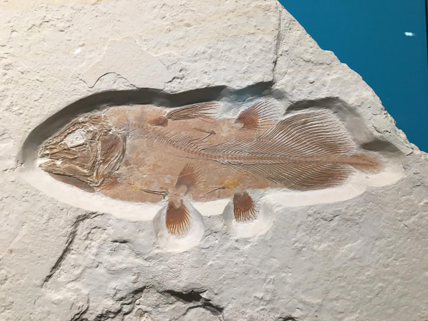 Fossil coelacanth