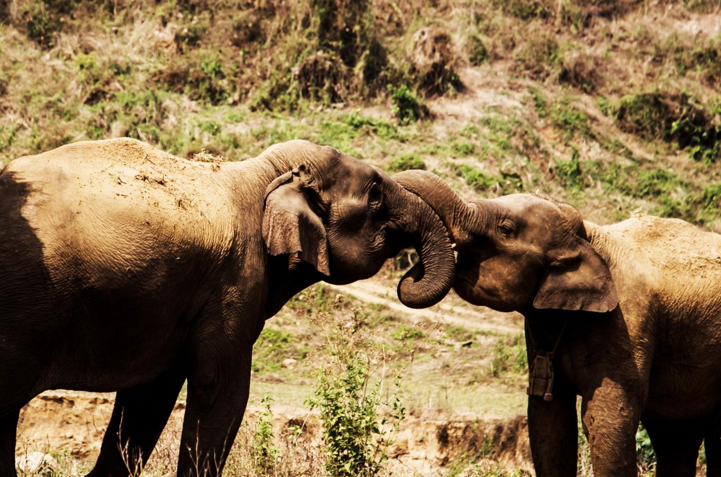Asian Timber Elephants