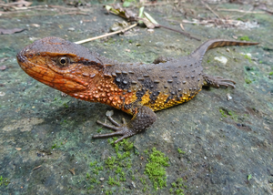 Vietnamese crocodile lizard