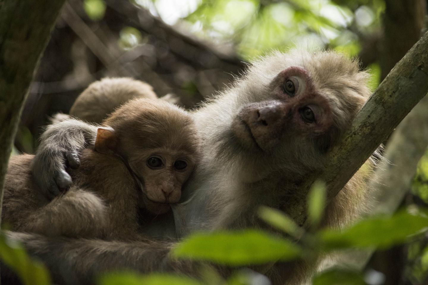 <i>Assamese macaques</i>