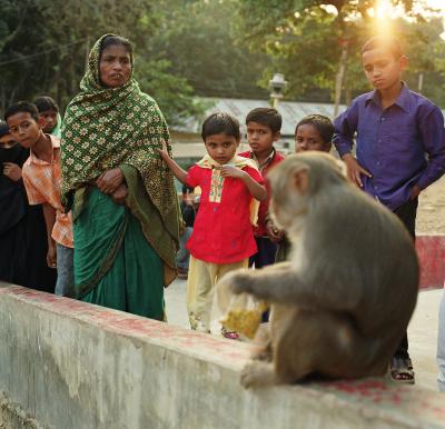 Urban Macaque in Bangladesh