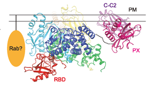 Structural model of active PI3KC2α at the plasma membrane.