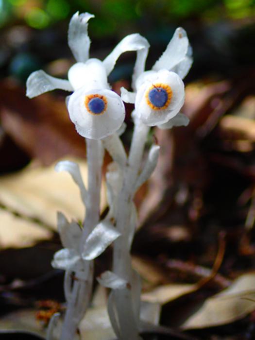 Monotropastrum humile feeding on mushrooms