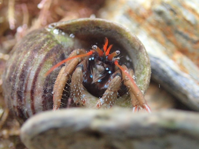 St Piran's hermit crab
