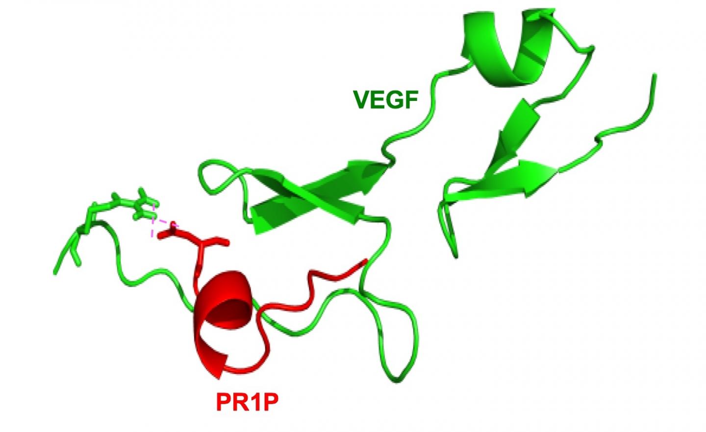 PR1P binding to VEGF