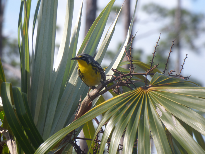 Bahama Warbler