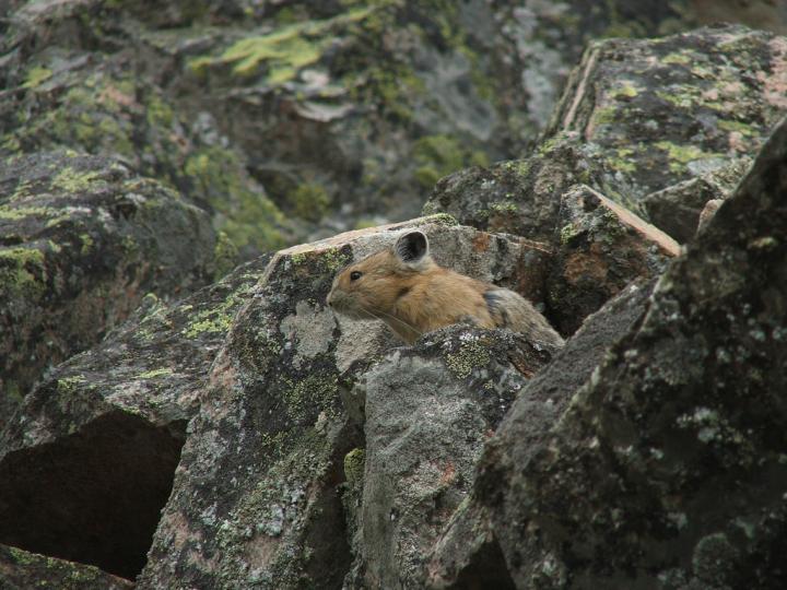 Pika