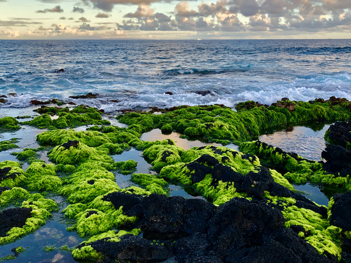 Algae on Hawaiian coast