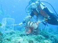 Lionfish Research