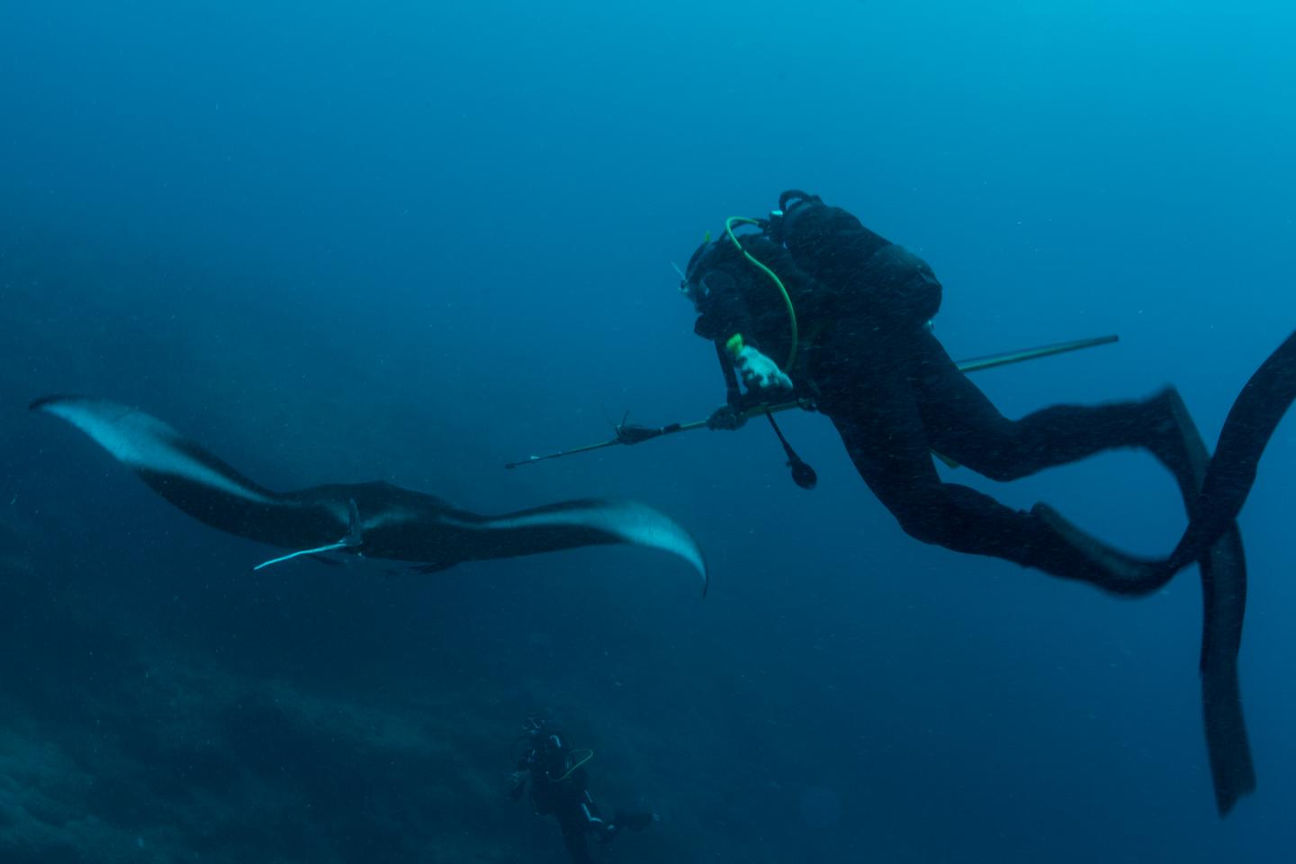 Reef manta rays in New Caledonia dive up to 672 meters deep at night