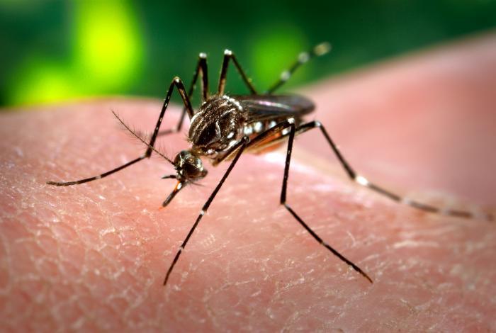 Key Uncertainties Identified for Models of Mosquito Distribution in the US