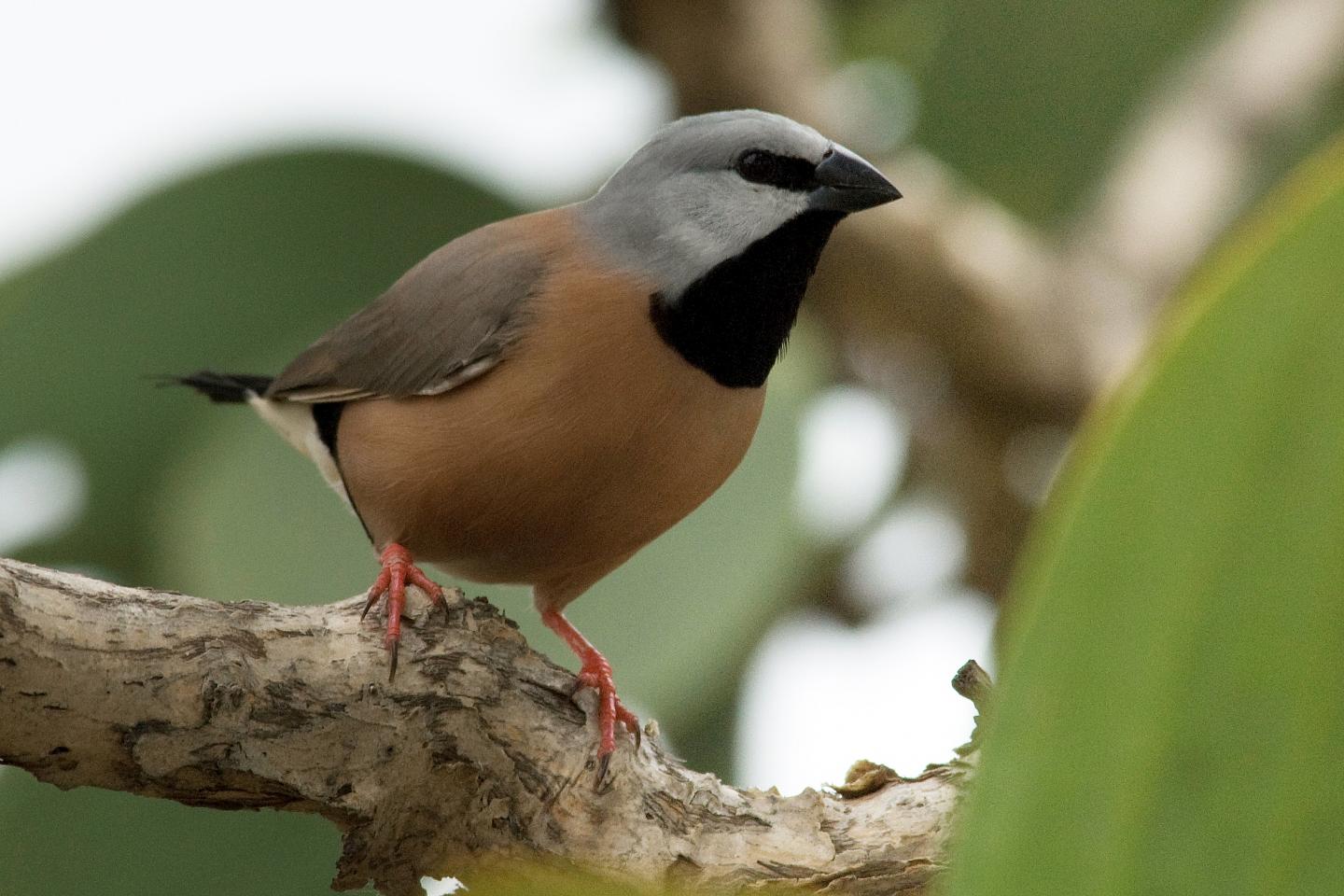 The Southern Black-Throated Finch (1 of 3)