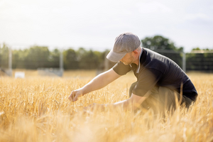 C0798_011e: Checking the progress of an ENSA related field trial of barley in Cambridge (Photo Credit: the Crop Science Centre)