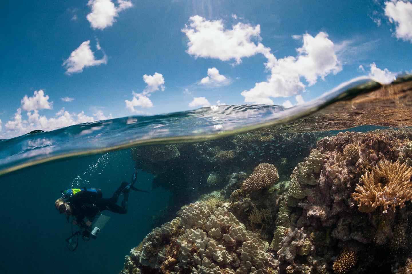 Scientific Diver in French Polynesia