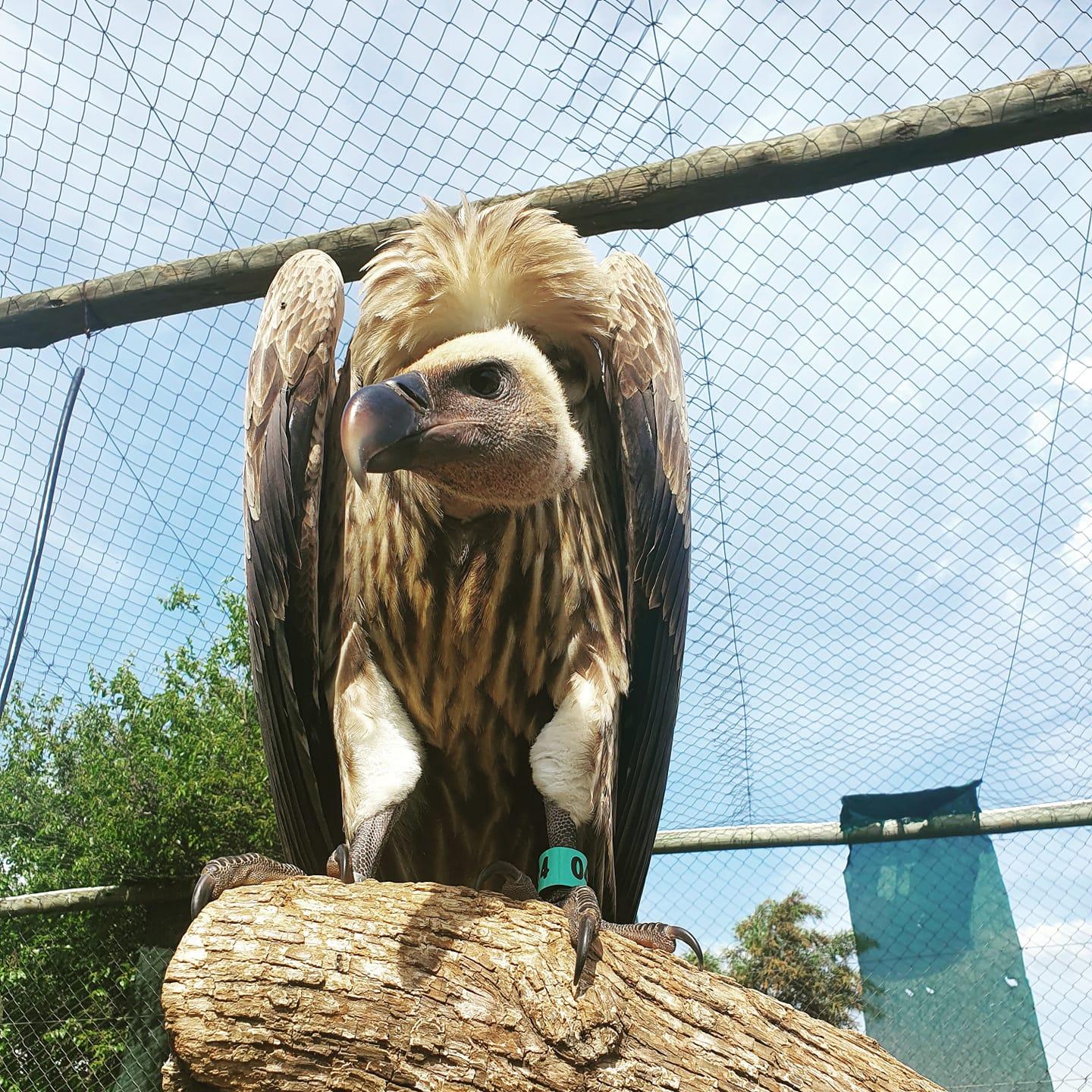 Cape Vulture