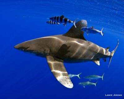 Oceanic Whitetip Shark Swimming in Bahamian Waters with Pilot Fish and Rainbow Runners