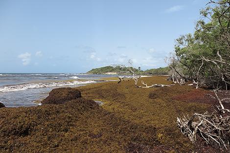Saint-Félix, Le Gosier, Guadeloupe.