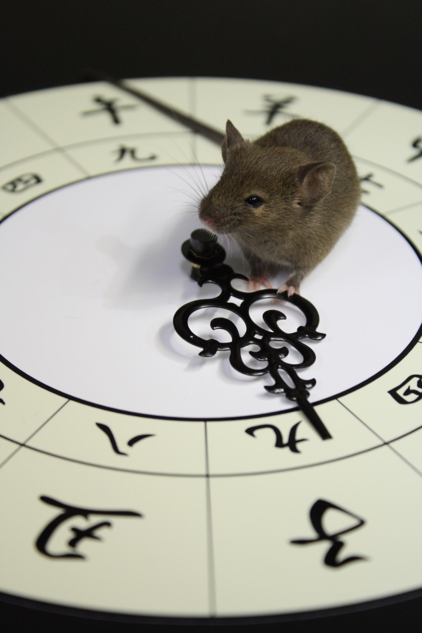 Mouse Measuring the Seasonal Time. (Mice on the Ancient Japanese Clock 'wadokei')