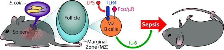 Spleen MZ B Cells Contribute to Inflammatory Response Against Endotoxins